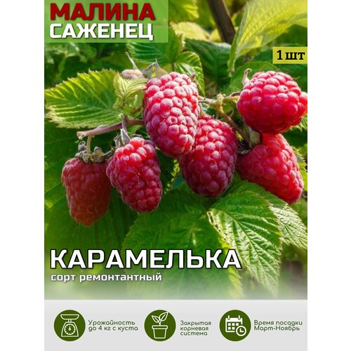 ������ ������ ������ ���������� ������� ��� ����