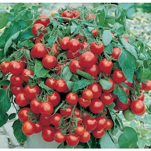 ������ ������ ������������� ������ ������ ���� ������ ����