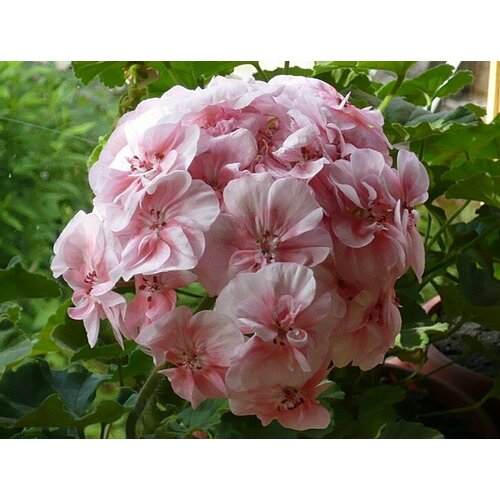 ������ ������ ������ ���������� ��������� �������� ��K C����� �������� 4 �� (1 �������� (O)) ����