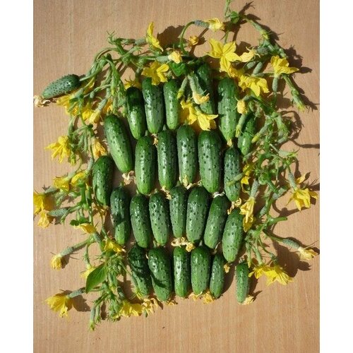 ������ ������ ������������� ������ ������ ������� F1 ����