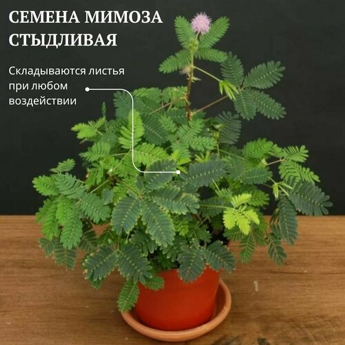     (Mimosa pudica) 5 .     -     , -,   