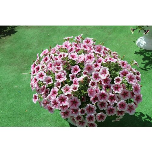 ������ ������ ������� ���� �������������� F1 ��������� ���� ���, ����� ������������� ������ ��������-���������� ����, ������ � ����� �� ������� �����, 5 ����� ����