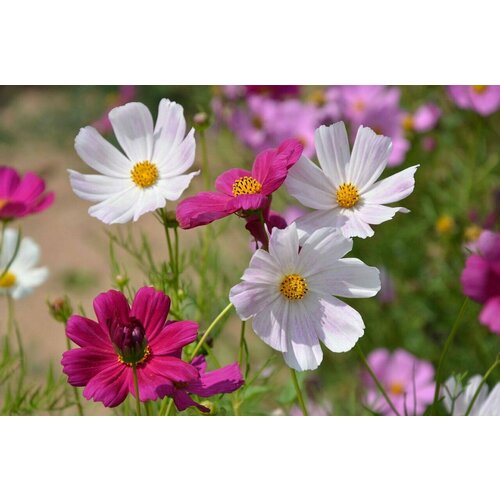 ������ ������ ������ ��� ����� ������ ����, 45 ��. ����