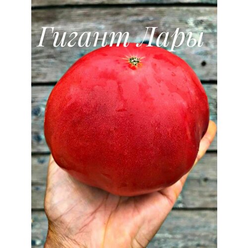 ������ ������ ������������� ������ ������ ������ ���� ����