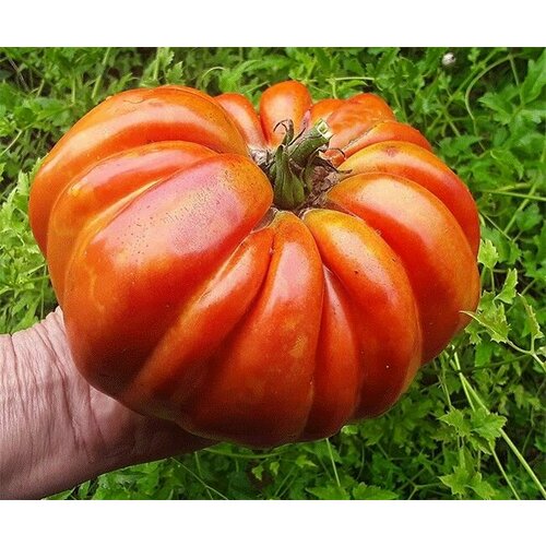 ������ ������ ������������� ������ ������ ������ ������ ����