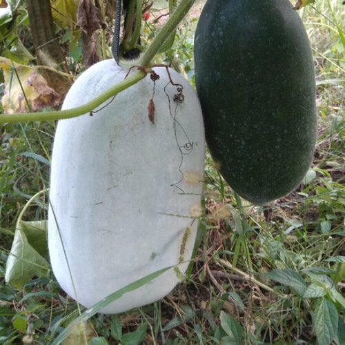 ������ ������ ������ ������ �������� �����, ��������� 5 ��. ����