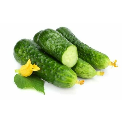 ������ ������ ������������� ������ ������ �������� F1 ����