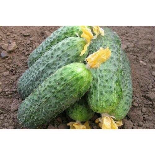 ������ ������ ������������� ������ ������ ������� F1 ����