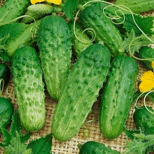 ������ ������ ������ ������� F1, �����������, ��������� ��������� �������������� ������ ��� �������, 8 �� ����� ����