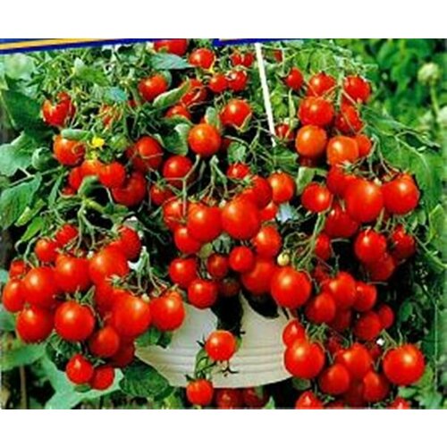 ������ ������ ������ ������ �������� ��� ������� (Tumbling Tom Red) / Seeds And Goods / � �������� zip-lock ��� ���������� 10 ����� ����