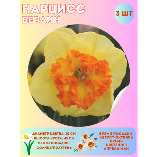 ������ ������ ������� ������, ����������� �����, �������� 3 �� ����