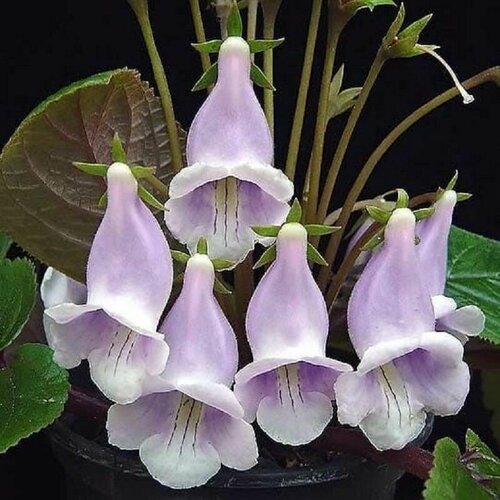 ������ ������ ��������� �����������, Sinningia Eumorpha, ������ ����