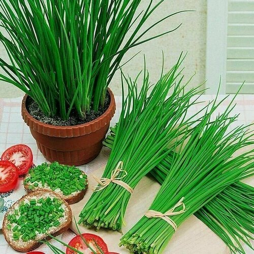 ������ ������ ������������� ������ ���� ����� �������� ����