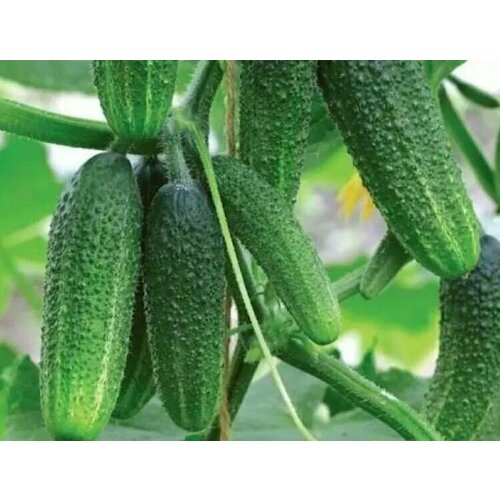 ������ ������ ������������� ������ ������ ������ F1 ����