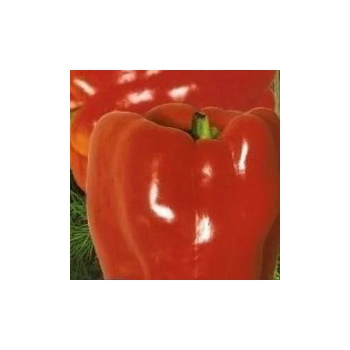 ������ ������ ������������� ������ ����� �������� ������� ����� ����