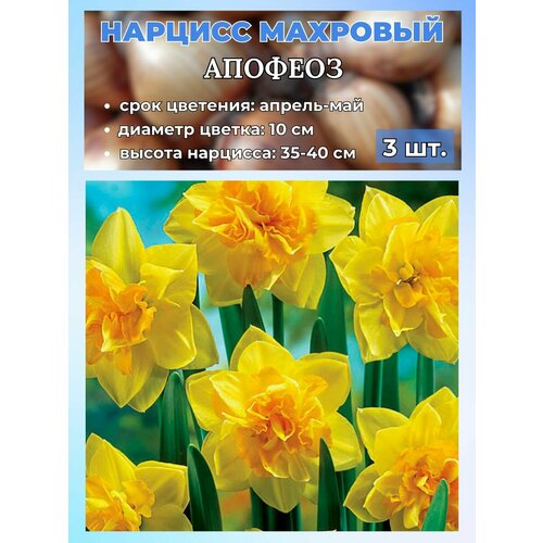 ������ ������ ������� ��������. �������� 3 ����� ����