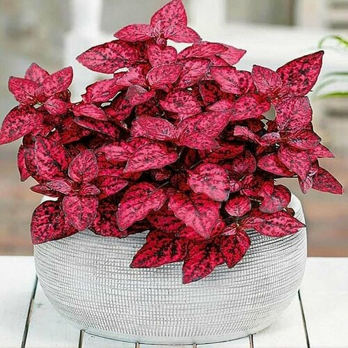 ������ ������ ��������� ������� Red, ������ ����