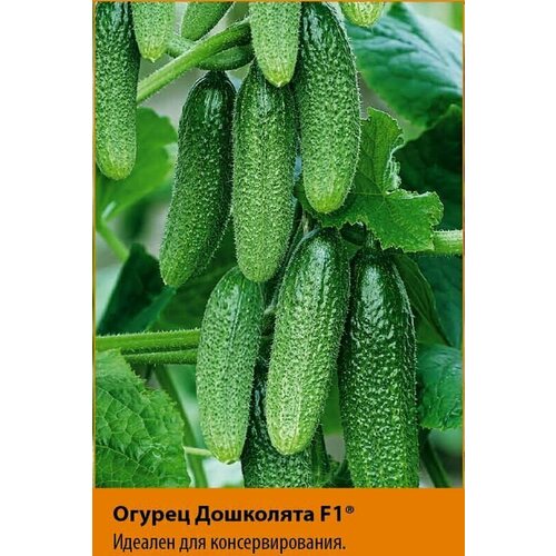 ������ ������ ������������� ������ ������ ��������� F1 ����