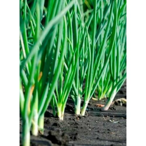 ������ ������ ������������� ������ ���� ����� ��������� ����