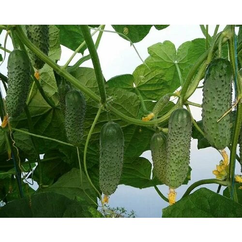 ������ ������ ������������� ������ ������ ������ F1 ����