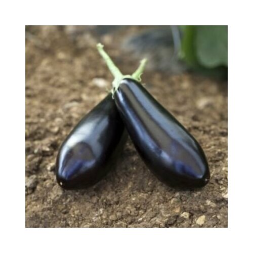 ������ ������ ������������� ������ ��������� �������� F1 ����