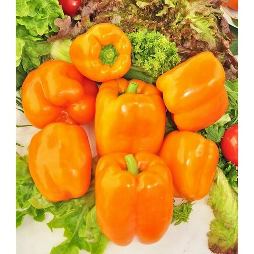 ������ ������ ������������� ������ ����� �������� F1 ������� ����