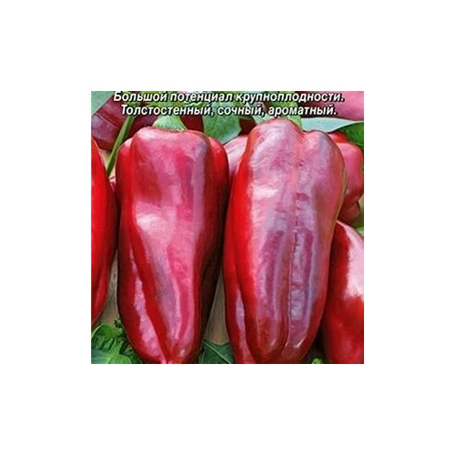 ������ ������ ������������� ������ ����� �������� � �������� ����