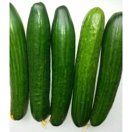 ������ ������ ������������� ������ ������ F1 ���������� �������� ����