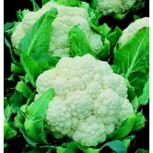 ������ ������ ������������� ������ ������� ������� ������� F1 ����