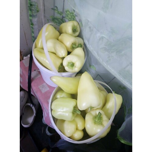 ������ ������ ������������� ������ ����� �������� ����� ���� F1 ����