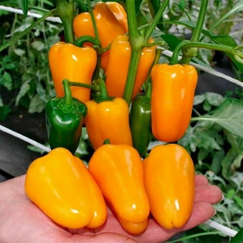 ������ ������ ������������� ������ ����� �������� ���� F1 ����