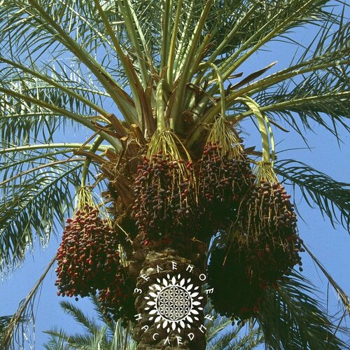 ������ ������ ������ ����� �������� (���. Phoenix dactylifera) 10 �� �� Green Legacy ����