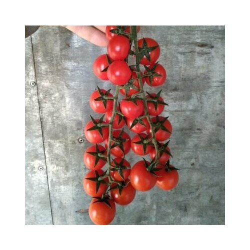 ������ ������ ������������� ������ ������ ������� ����