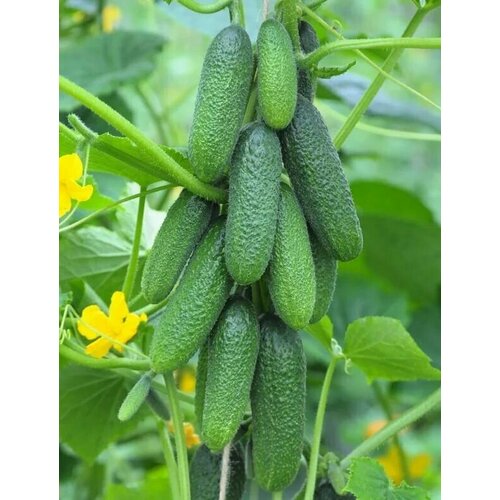 ������ ������ ������������� ������ ������ ������ F1 ����