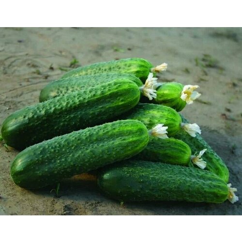 ������ ������ ������������� ������ ������ ������ F1 ����