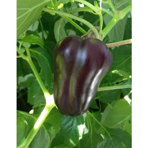 ������ ������ ������������� ������ ����� �������� F1 ������ ��� ����