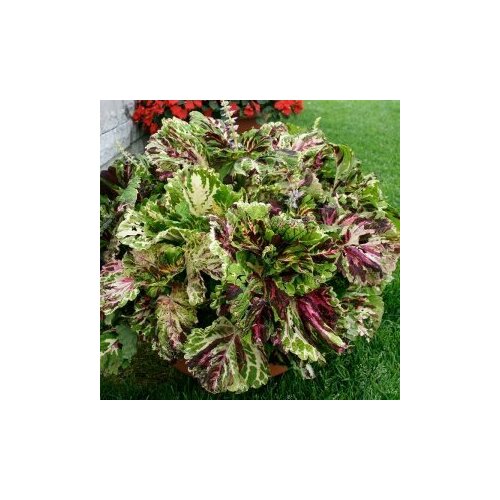 ������ ������ ������ ������� ������ ����