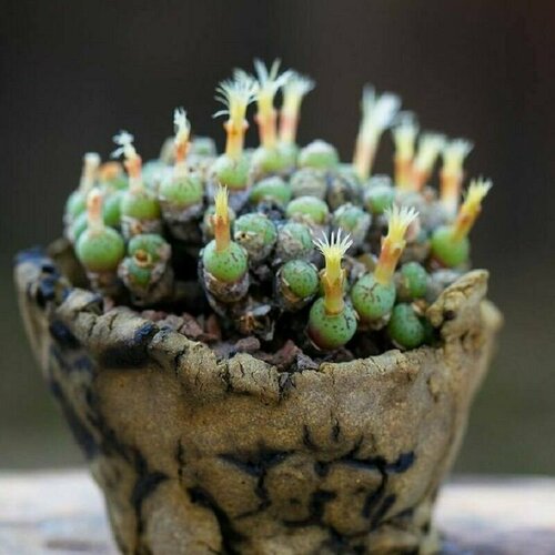 ������ ������ ��������� �����������, Conophytum Uviforme, ����� �����, ������ ����