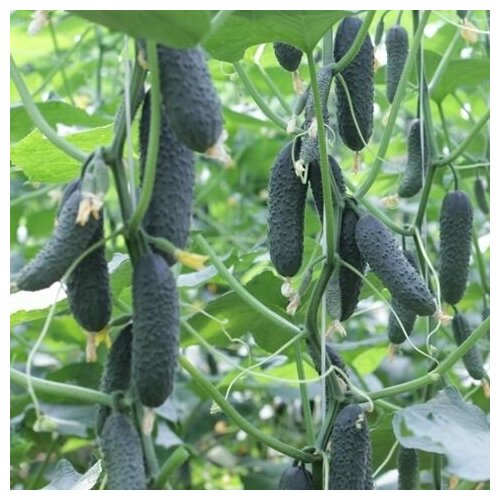 ������ ������ ������������� ������ ������ ����� F1 ����