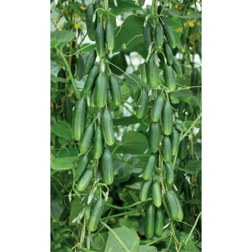 ������ ������ ������������� ������ ������ ��� F1 ����