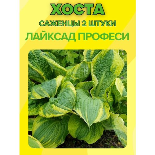 ������ ������ �����, ������� 2 ����� ����