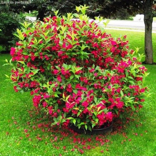 ������ ������ ������� ��� ����� (1 �������) ����