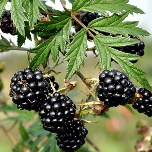 ������ ������ ������� ��������� �������� �������� (1 ������� � ������ 15-20 ��) ����