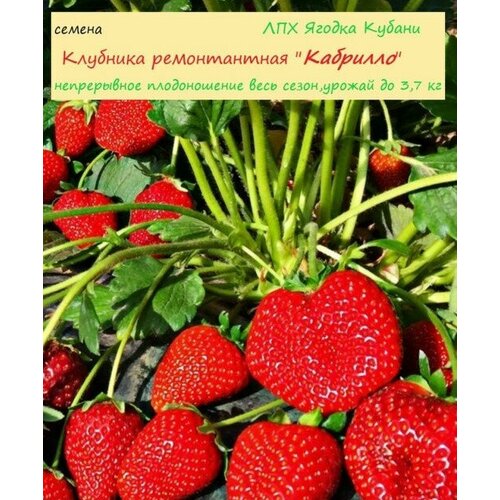 ������ ������ �������� 