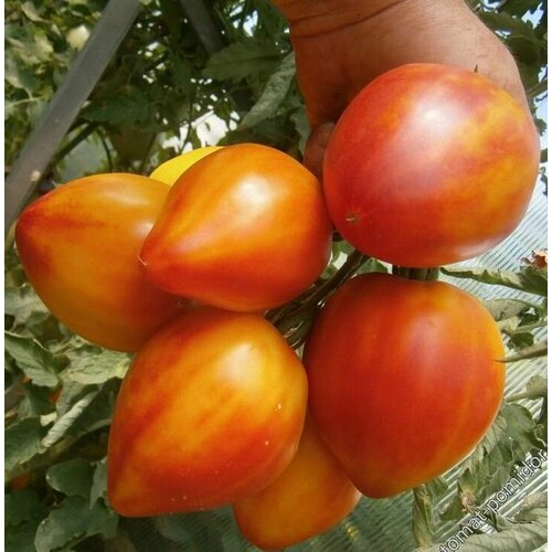 ������ ������ ������������� ������ ������ ��������� �������� ����