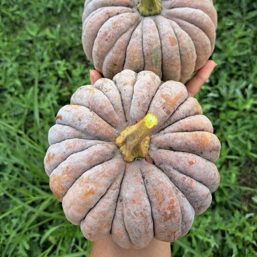 ������ ������ ������ ������ �������� ����� ������ ����������� ������� 5 ��. ����