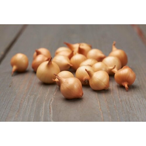 ������ ������ ��� - ����� ���������� ����� (������) 100�� ������� ����