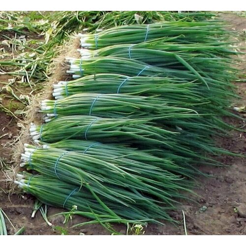 ������ ������ ������������� ������ ���� ����� �� ������ ������ ������� ����