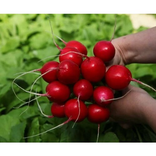 ������ ������ ������������� ������ ������ ����� ����� ����