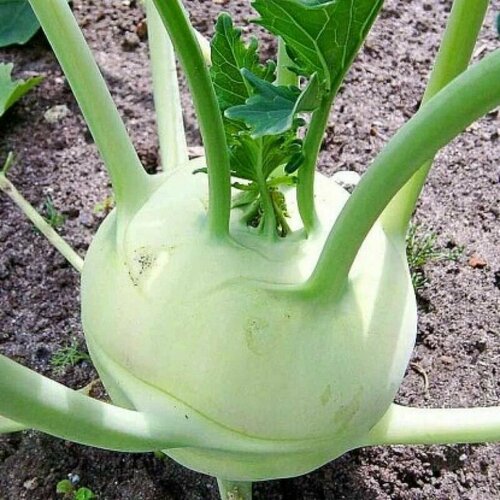 ������ ������ ������������� ������ ������� �������� ������� ����� 1350/ ����